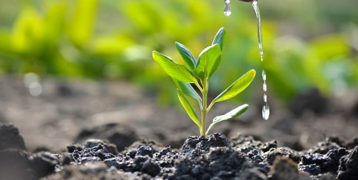 Memorial Flower Image