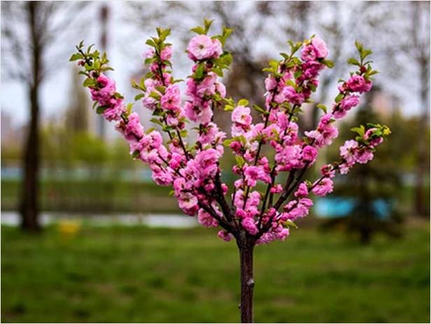 Memorial Flower Image
