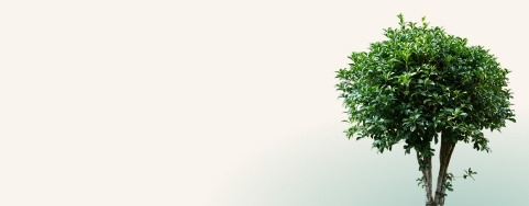 Memorial Flower Image